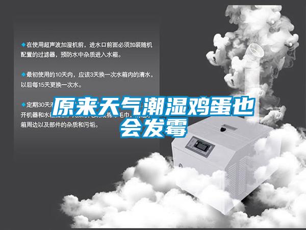 原來(lái)天氣潮濕雞蛋也會(huì )發(fā)霉