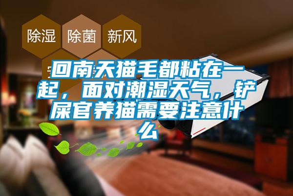 回南天貓毛都粘在一起，面對潮濕天氣，鏟屎官養貓需要注意什么