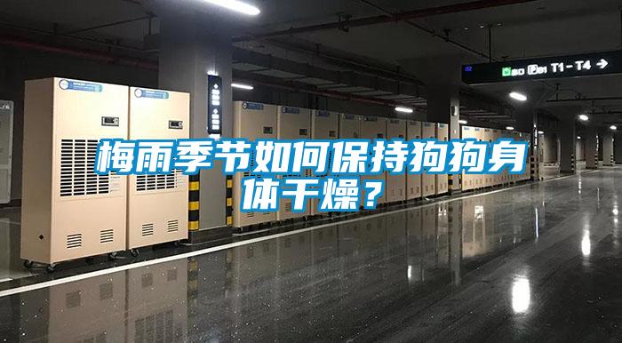 梅雨季節如何保持狗狗身體干燥？