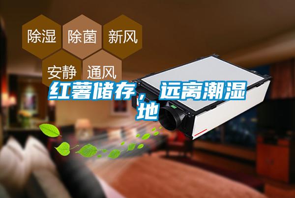 紅薯儲存，遠離潮濕地