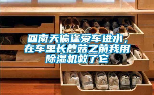 回南天偏逢愛(ài)車(chē)進(jìn)水，在車(chē)里長(cháng)蘑菇之前我用除濕機救了它