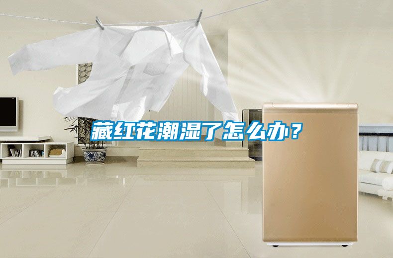 藏紅花潮濕了怎么辦？