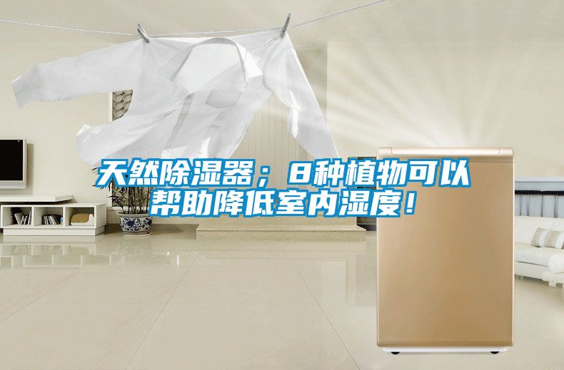 天然除濕器；8種植物可以幫助降低室內濕度！