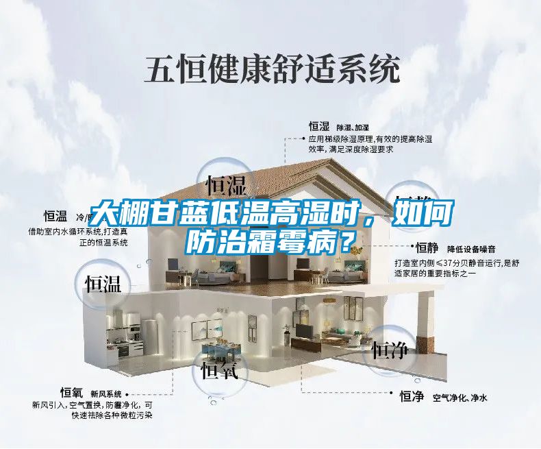 大棚甘藍低溫高濕時(shí)，如何防治霜霉??？