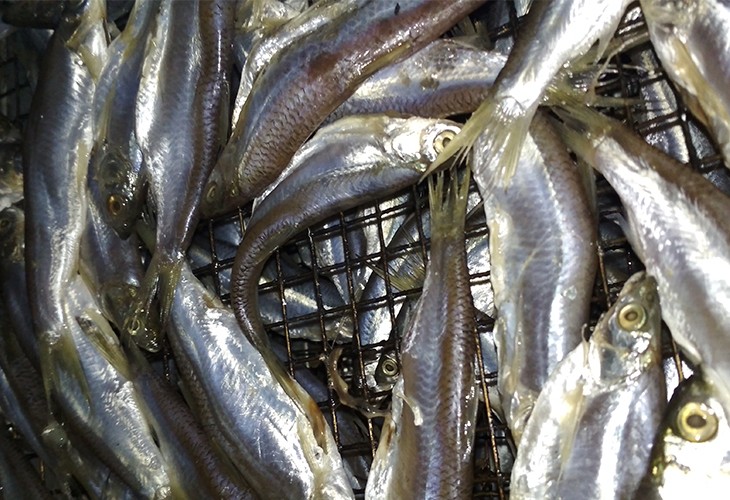 浙江舟山市普陀區量產(chǎn)千斤小魚(yú)魚(yú)類(lèi)烘干房