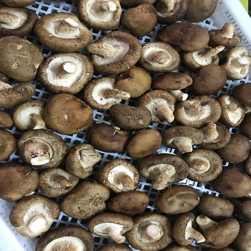 湖北省京山縣的菇農代表選用我們安詩(shī)曼食用菌烘干機模塊即香菇烘干機